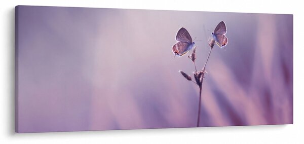 Kép - Lila pillangók (120x50 cm)