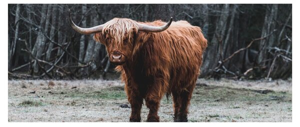 Kép - Skót tehén 2 (120x50 cm)