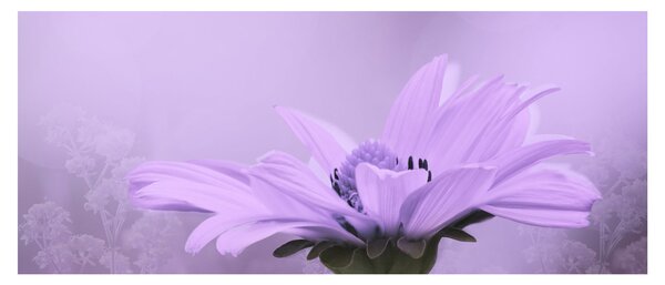 Kép - Ibolya virág (120x50 cm)