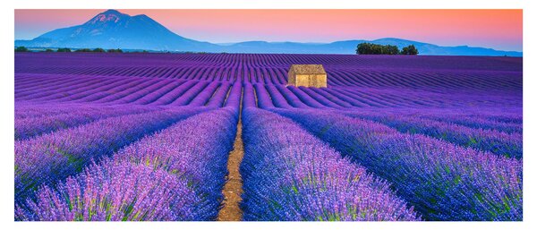 Kép - Levendula mező (120x50 cm)