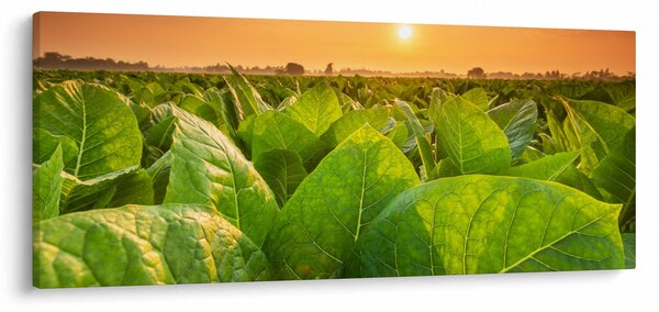 Kép - Mező (120x50 cm)