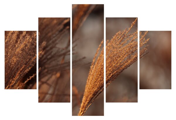Kép - Cortaderia (150x105 cm)