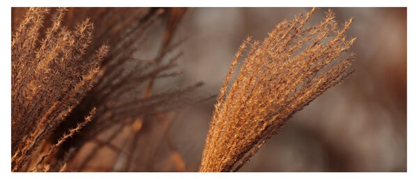 Kép - Cortaderia (120x50 cm)