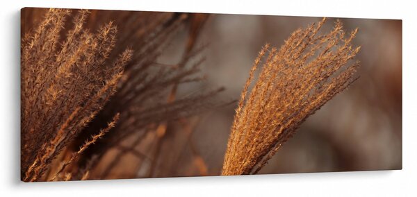 Kép - Cortaderia (120x50 cm)