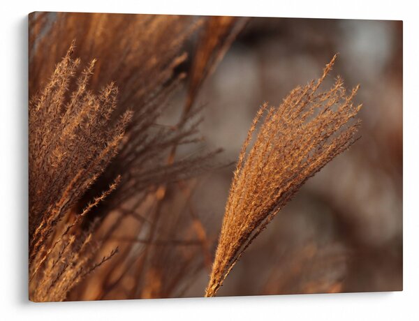 Kép - Cortaderia (70x50 cm)