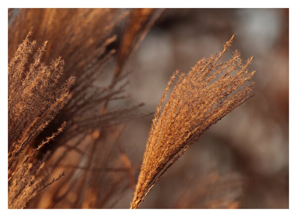 Kép - Cortaderia (70x50 cm)