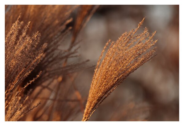 Kép - Cortaderia (90x60 cm)