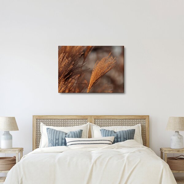 Kép - Cortaderia (70x50 cm)