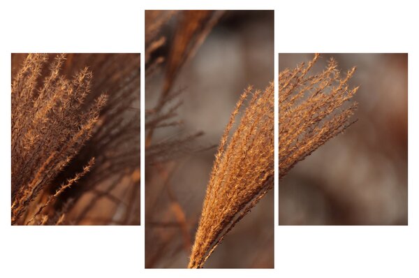 Kép - Cortaderia (90x60 cm)