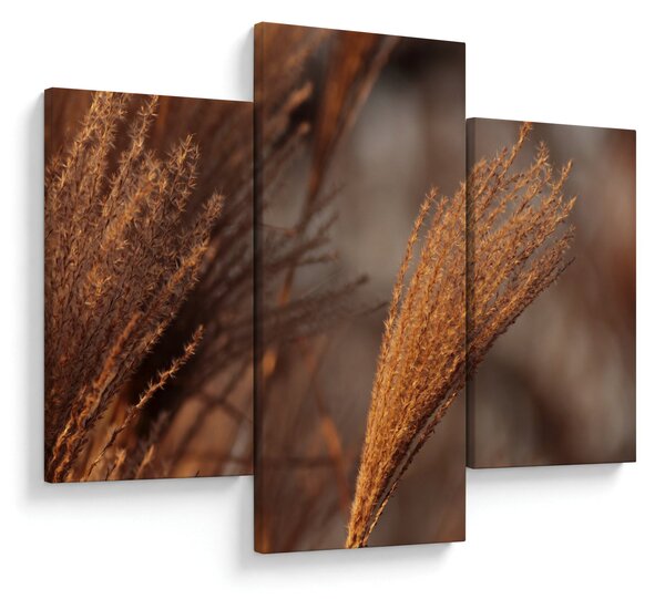 Kép - Cortaderia (90x60 cm)