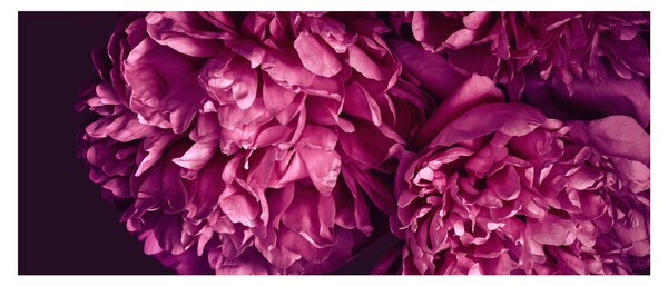 Kép - Csokor pünkösdi rózsa (120x50 cm)