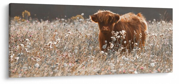Kép - Skót tehén a virágban (120x50 cm)
