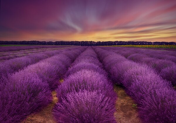 Művészeti fotózás Lavender field, Nikki Georgieva V, (40 x 26.7 cm)