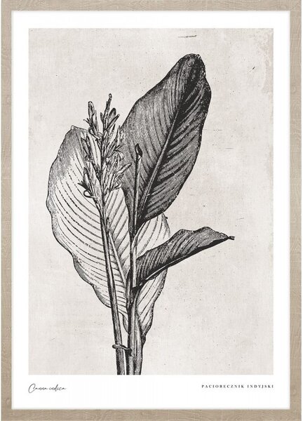 Canna indica leaves kép