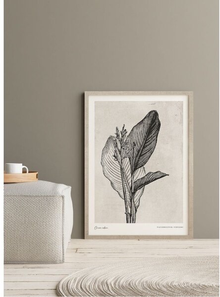 Canna indica leaves kép