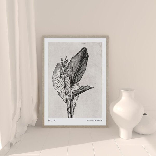 Canna indica leaves kép