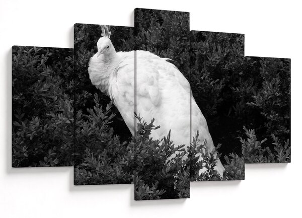 Kép - Páva, fekete-fehér (150x105 cm)