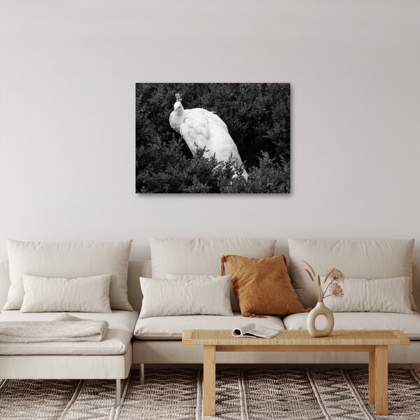 Kép - Páva, fekete-fehér (70x50 cm)