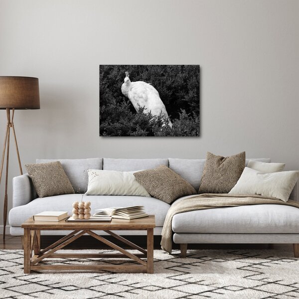 Kép - Páva, fekete-fehér (70x50 cm)