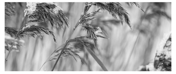 Kép - Lipnica, fekete-fehér (120x50 cm)