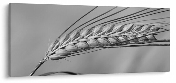 Kép - Búza, fekete-fehér (120x50 cm)