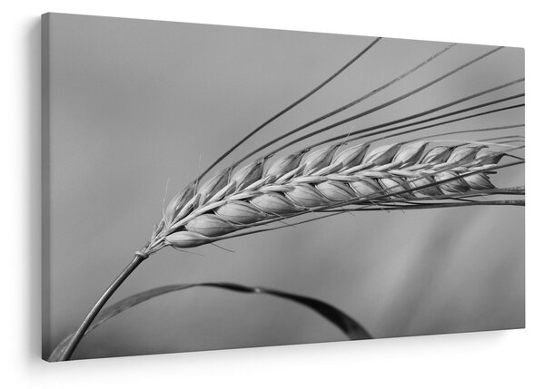 Kép - Búza, fekete-fehér (90x60 cm)