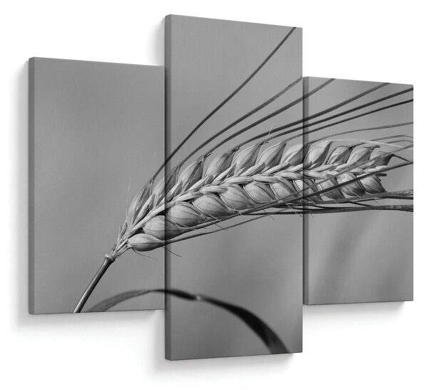 Kép - Búza, fekete-fehér (90x60 cm)