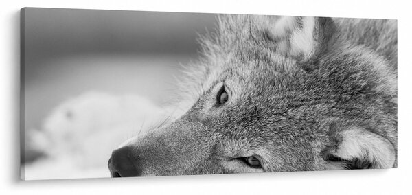 Kép - Farkas, fekete-fehér (120x50 cm)