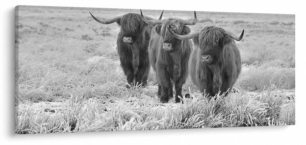 Kép - Skót tehenek, fekete-fehér (120x50 cm)