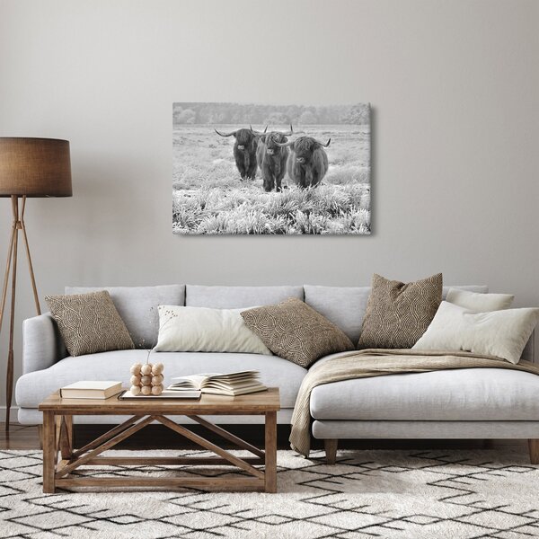 Kép - Skót tehenek, fekete-fehér (90x60 cm)