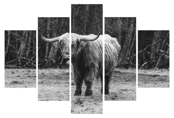 Kép - Skót tehén 3, fekete-fehér (150x105 cm)