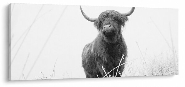 Kép - Skót tehén 4, fekete-fehér (120x50 cm)