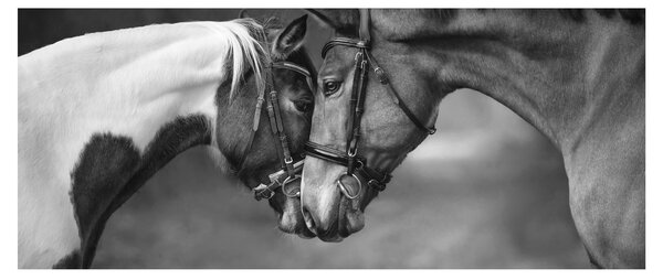 Kép - Szerelmes lovak, fekete-fehér (120x50 cm)