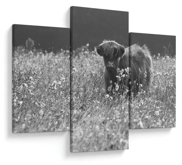 Kép - Skót tehén 5, fekete-fehér (90x60 cm)