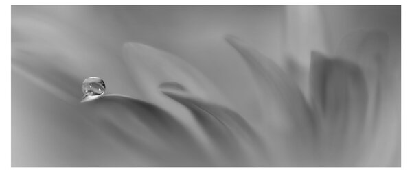 Kép - Csepp a virágon, fekete-fehér (120x50 cm)