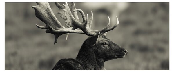 Kép - Szarvas (120x50 cm)