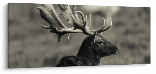Kép - Szarvas (120x50 cm)