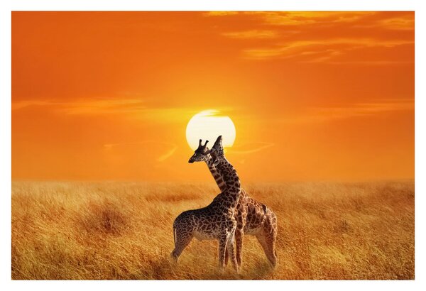 Kép - Zsiráfok a Serengeti Nemzeti Parkban (90x60 cm)