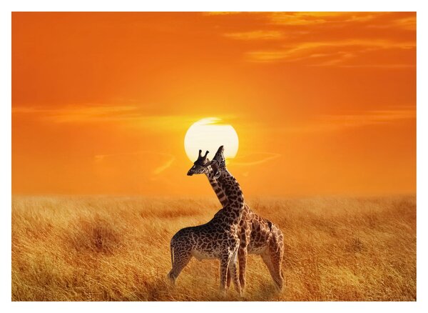 Kép - Zsiráfok a Serengeti Nemzeti Parkban (70x50 cm)