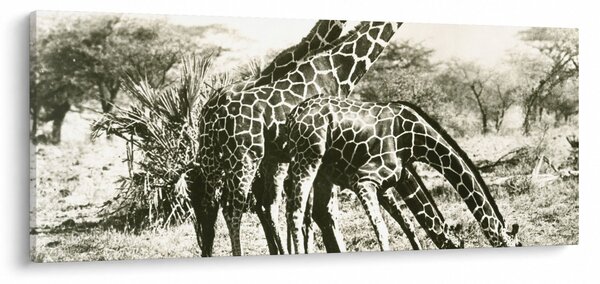 Kép - Zsiráfok, vintage (120x50 cm)