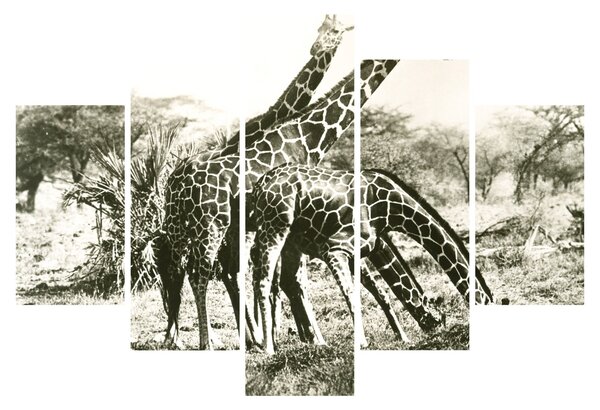 Kép - Zsiráfok, vintage (150x105 cm)