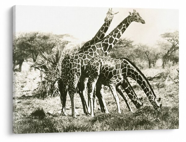 Kép - Zsiráfok, vintage (70x50 cm)