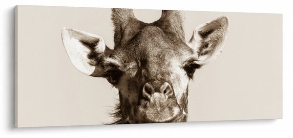 Kép - Zsiráf portré, vintage (120x50 cm)