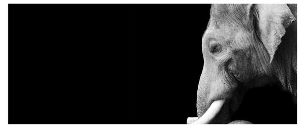 Kép - Elefánt (120x50 cm)