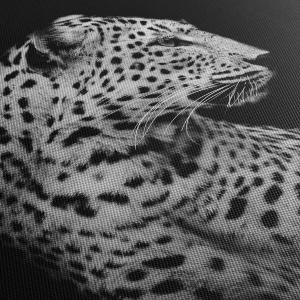 Kép - Leopárd (150x105 cm)