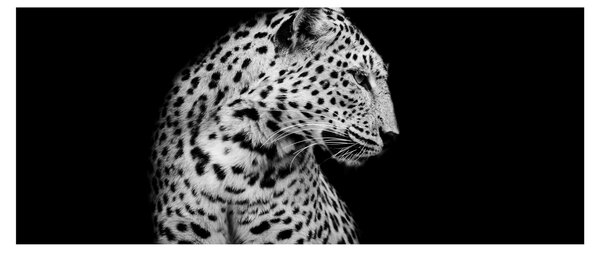 Kép - Leopárd (120x50 cm)