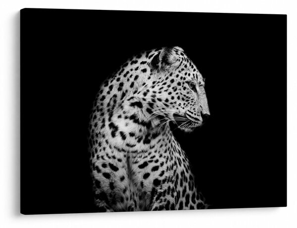 Kép - Leopárd (70x50 cm)