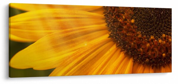 Kép - Napraforgók (120x50 cm)
