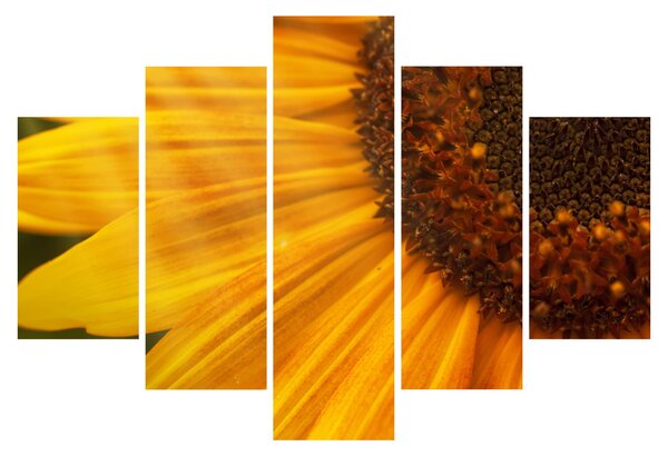 Kép - Napraforgók (150x105 cm)