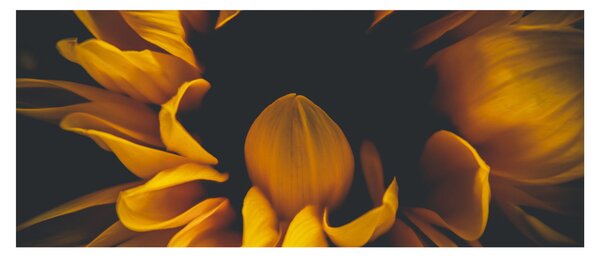 Kép - Napraforgó fekete háttérben (120x50 cm)